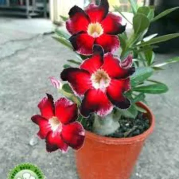 adenium plant (27)-669754-8724.webp